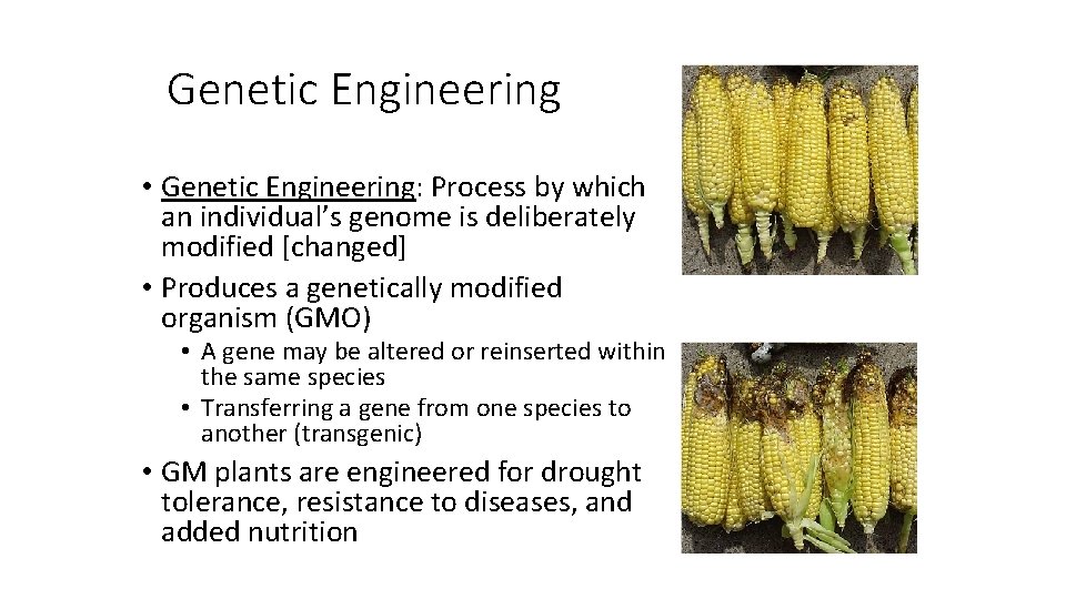 Genetic Engineering • Genetic Engineering: Process by which an individual’s genome is deliberately modified