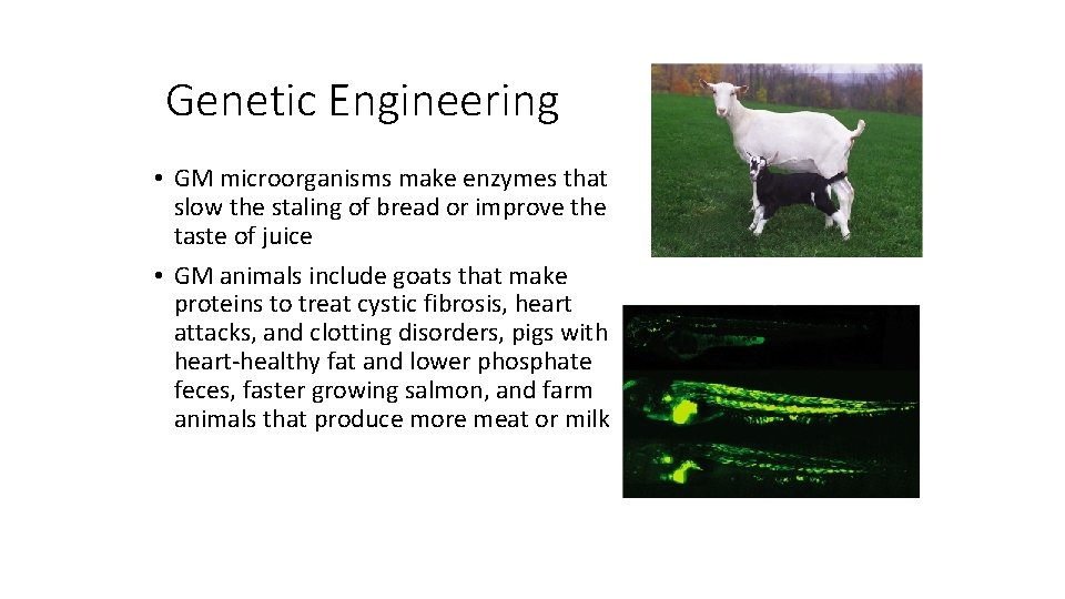 Genetic Engineering • GM microorganisms make enzymes that slow the staling of bread or