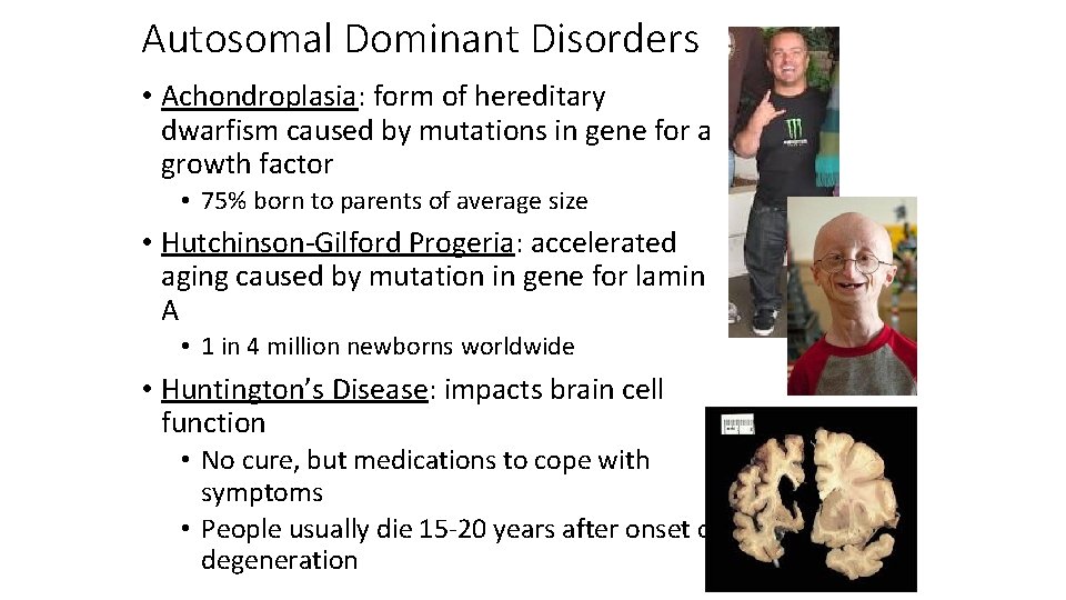Autosomal Dominant Disorders • Achondroplasia: form of hereditary dwarfism caused by mutations in gene