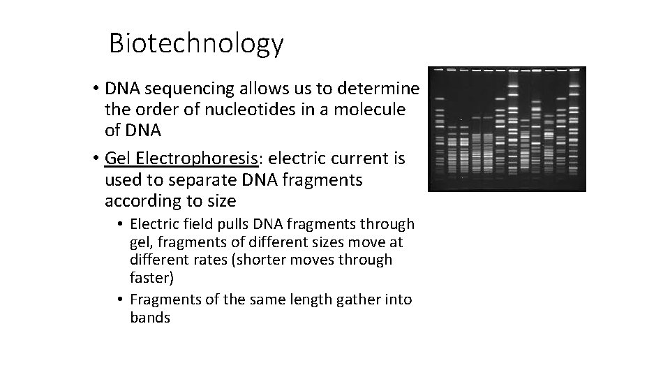 Biotechnology • DNA sequencing allows us to determine the order of nucleotides in a