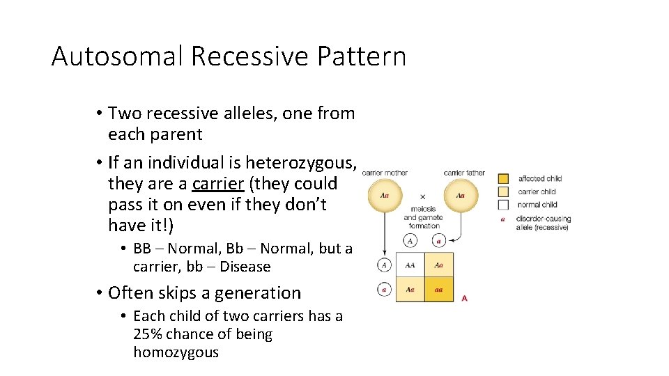 Autosomal Recessive Pattern • Two recessive alleles, one from each parent • If an