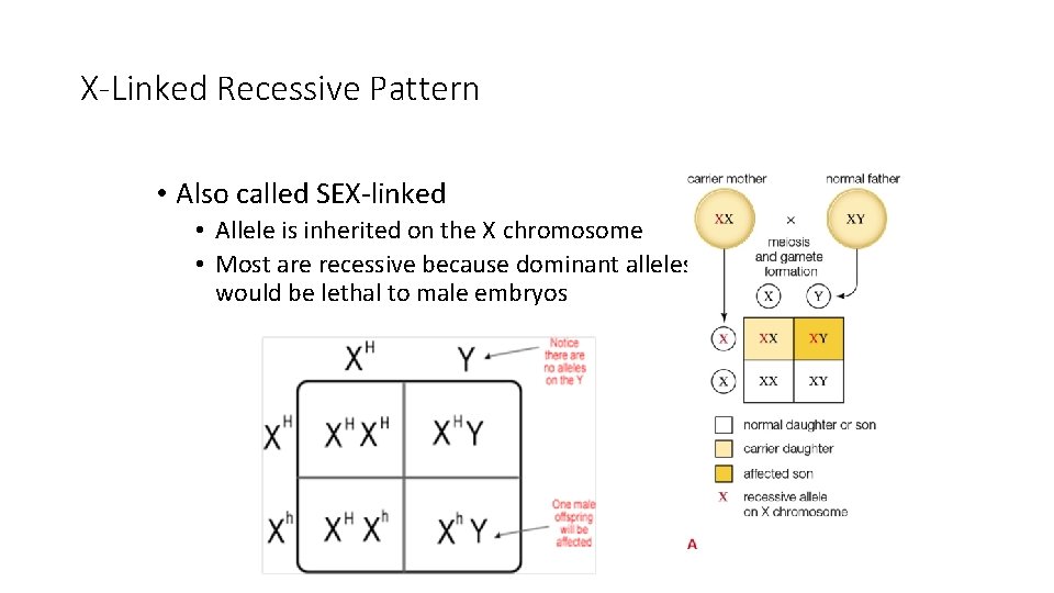 X-Linked Recessive Pattern • Also called SEX-linked • Allele is inherited on the X