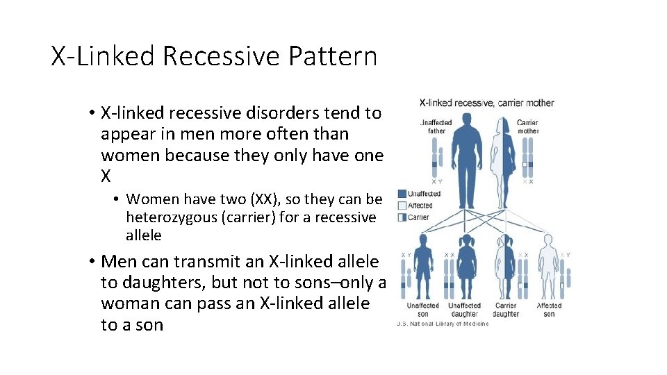 X-Linked Recessive Pattern • X-linked recessive disorders tend to appear in men more often