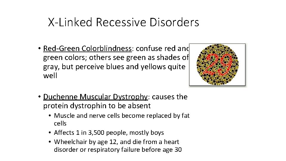 X-Linked Recessive Disorders • Red-Green Colorblindness: confuse red and green colors; others see green