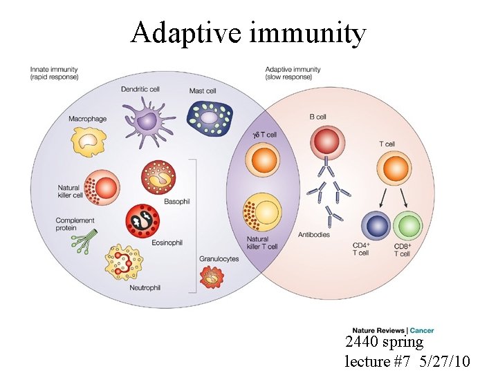 Adaptive immunity 2440 spring lecture #7 5/27/10 