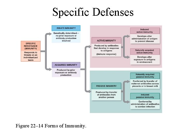 Specific Defenses Figure 22– 14 Forms of Immunity. 