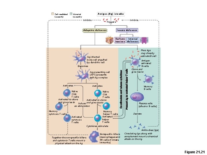 Cell-mediated immunity Antigen (Ag) intruder Humoral immunity Inhibits Triggers Adaptive defenses Innate defenses Surface