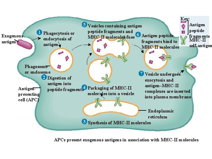 Exogenous antigen 1 Phagocytosis or endocytosis of antigen Key: 5 Vesicles containing antigen Antigen