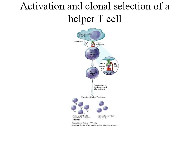 Activation and clonal selection of a helper T cell 