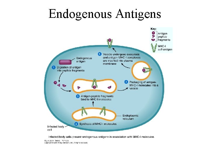 Endogenous Antigens 