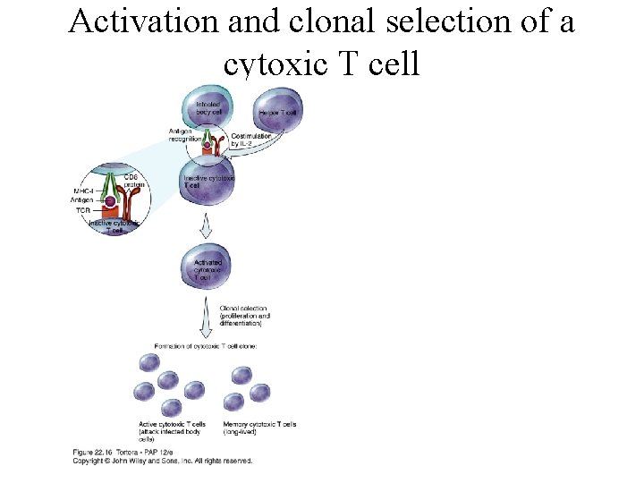 Activation and clonal selection of a cytoxic T cell 