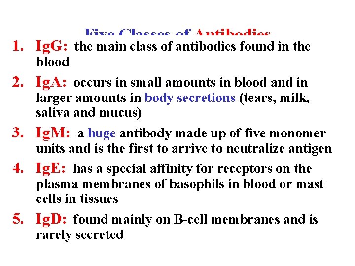 Five Classes of Antibodies 1. Ig. G: the main class of antibodies found in