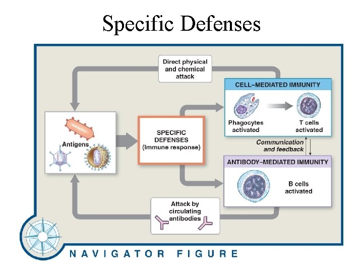 Specific Defenses 22– 15 An Overview of the Immune Response. 