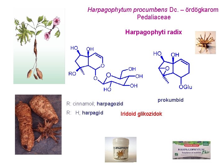 Harpagophytum procumbens Dc. – ördögkarom Pedaliaceae Harpagophyti radix R: cinnamoil; harpagozid R: H; harpagid