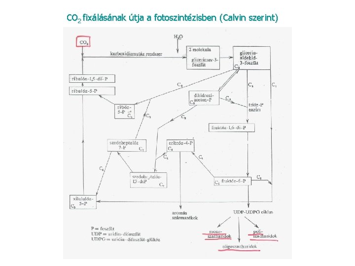 CO 2 fixálásának útja a fotoszintézisben (Calvin szerint) 