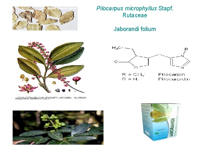 Pilocarpus microphyllus Stapf. Rutaceae Jaborandi folium 