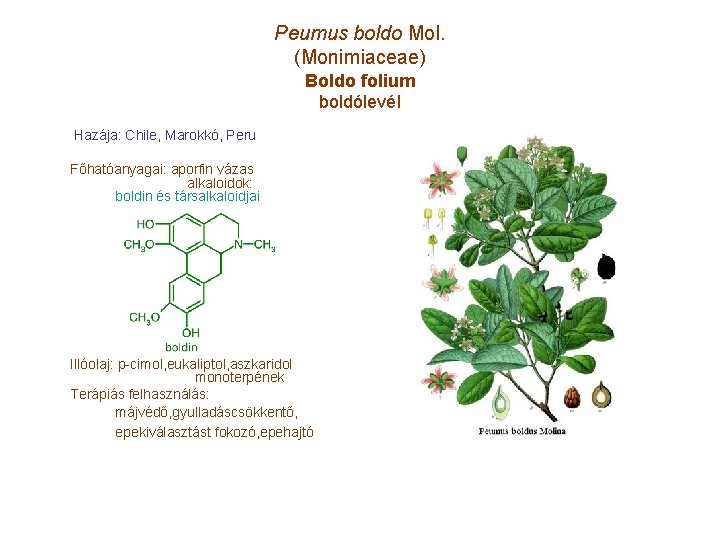 Peumus boldo Mol. (Monimiaceae) Boldo folium boldólevél Hazája: Chile, Marokkó, Peru Főhatóanyagai: aporfin vázas