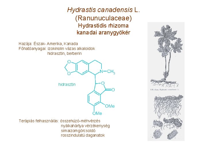 Hydrastis canadensis L. (Ranunuculaceae) Hydrastidis rhizoma kanadai aranygyökér Hazája: Észak- Amerika, Kanada Főhatóanyagai: izokinolin