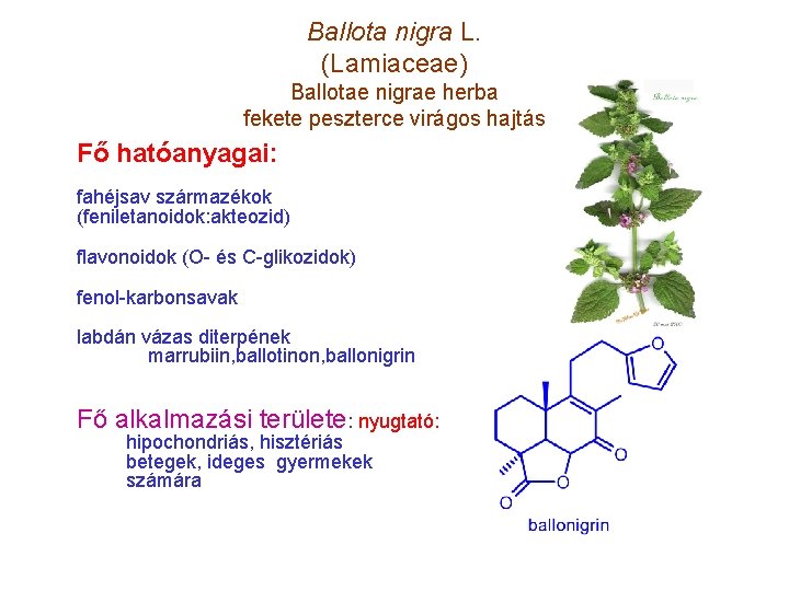 Ballota nigra L. (Lamiaceae) Ballotae nigrae herba fekete peszterce virágos hajtás Fő hatóanyagai: fahéjsav