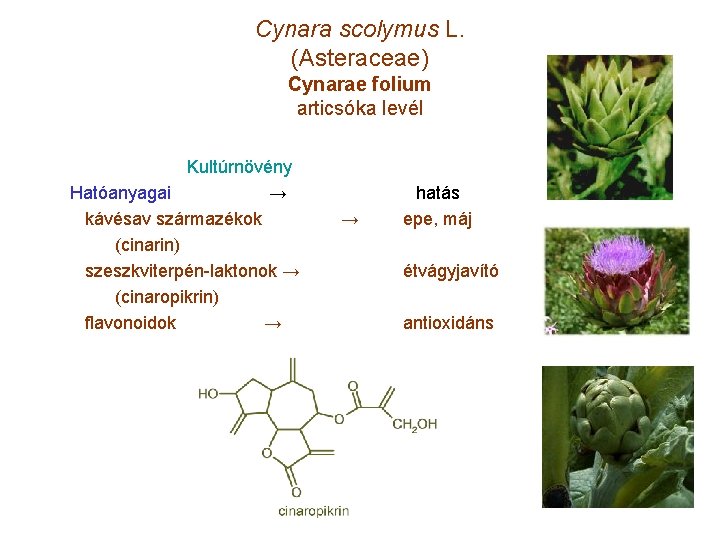 Cynara scolymus L. (Asteraceae) Cynarae folium articsóka levél Kultúrnövény Hatóanyagai → kávésav származékok (cinarin)