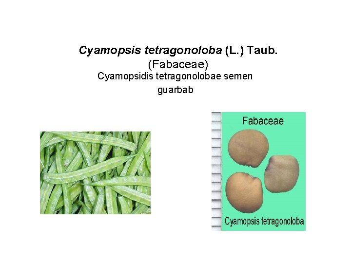 Cyamopsis tetragonoloba (L. ) Taub. (Fabaceae) Cyamopsidis tetragonolobae semen guarbab 