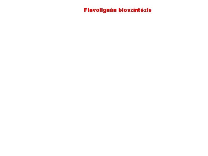 Flavolignán bioszíntézis 
