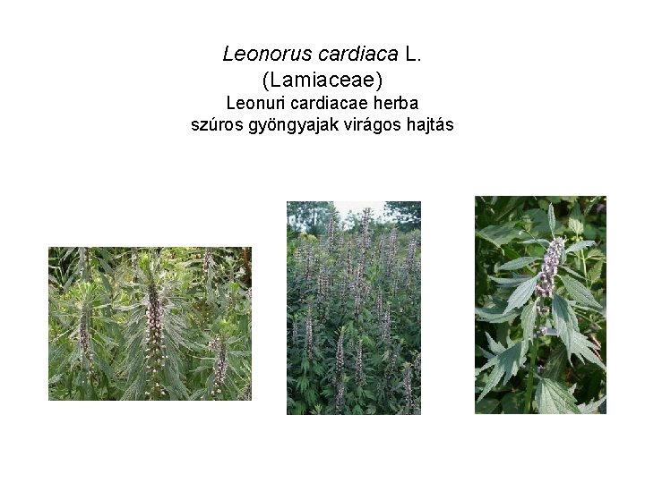 Leonorus cardiaca L. (Lamiaceae) Leonuri cardiacae herba szúros gyöngyajak virágos hajtás 