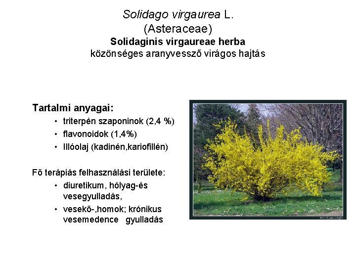 Solidago virgaurea L. (Asteraceae) Solidaginis virgaureae herba közönséges aranyvessző virágos hajtás Tartalmi anyagai: •