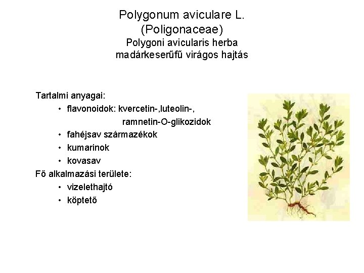 Polygonum aviculare L. (Poligonaceae) Polygoni avicularis herba madárkeserűfű virágos hajtás Tartalmi anyagai: • flavonoidok: