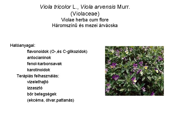 Viola tricolor L. , Viola arvensis Murr. (Violaceae) Violae herba cum flore Háromszínű és