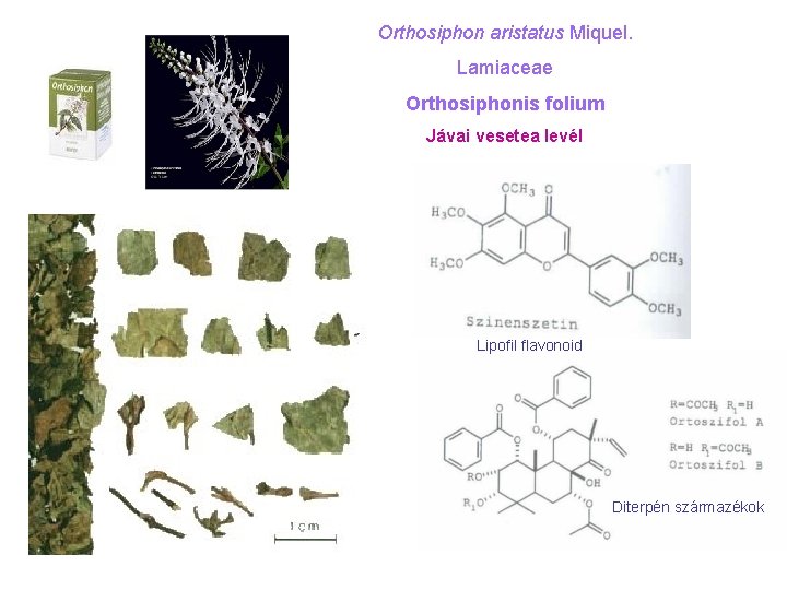 Orthosiphon aristatus Miquel. Lamiaceae Orthosiphonis folium Jávai vesetea levél Lipofil flavonoid Diterpén származékok 