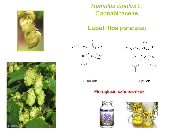Humulus lupulus L. Cannabinaceae Lupuli flos (komlótoboz) Humulon Lupulon Floroglucin származékok 