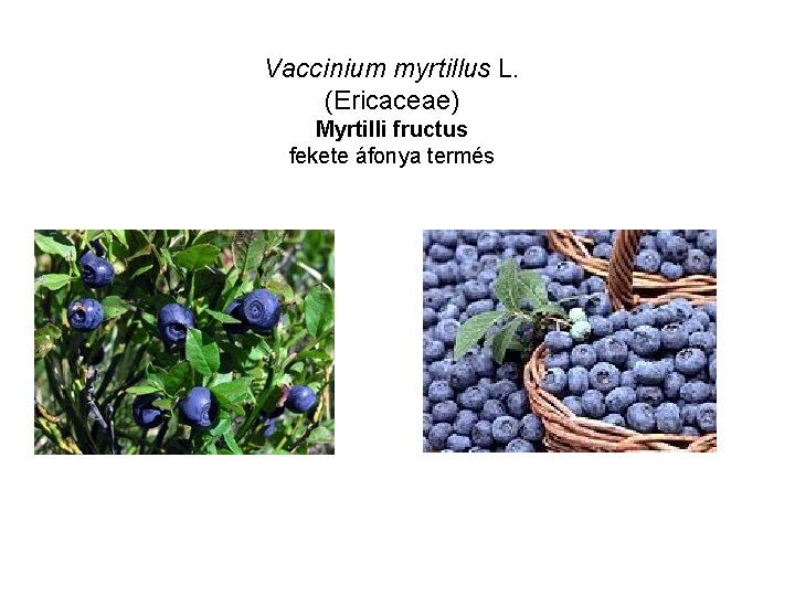 Vaccinium myrtillus L. (Ericaceae) Myrtilli fructus fekete áfonya termés 