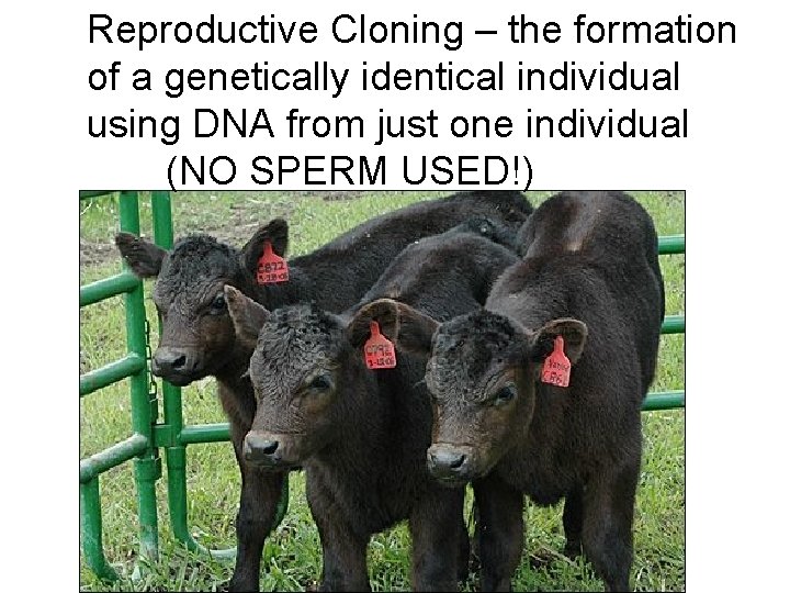 Reproductive Cloning – the formation of a genetically identical individual using DNA from just Reproductive Cloning – the formation of a genetically identical individual using DNA from just