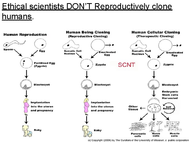 Ethical scientists DON’T Reproductively clone humans. Ethical scientists DON’T Reproductively clone humans.