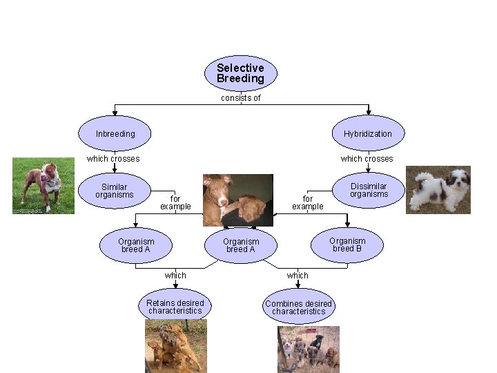 Concept Map Section 13 -1 Selective Breeding consists of Inbreeding Hybridization which crosses Similar Concept Map Section 13 -1 Selective Breeding consists of Inbreeding Hybridization which crosses Similar