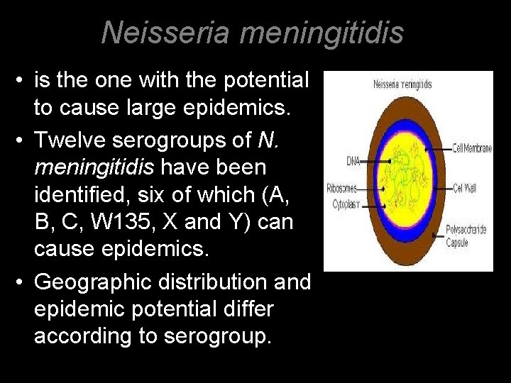 Neisseria meningitidis • is the one with the potential to cause large epidemics. •