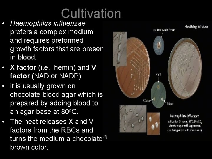 Cultivation • Haemophilus influenzae prefers a complex medium and requires preformed growth factors that
