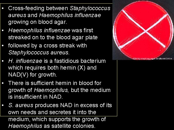  • Cross-feeding between Staphylococcus aureus and Haemophilus influenzae growing on blood agar. •