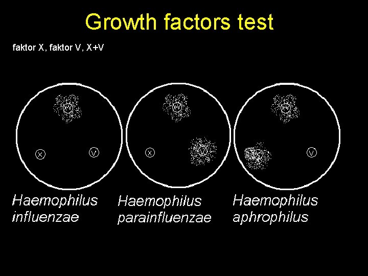 Growth factors test faktor X, faktor V, X+V 