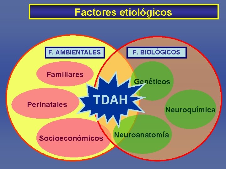 Factores etiológicos F. AMBIENTALES F. BIOLÓGICOS Familiares Perinatales Genéticos TDAH Socioeconómicos Neuroquímica Neuroanatomía 