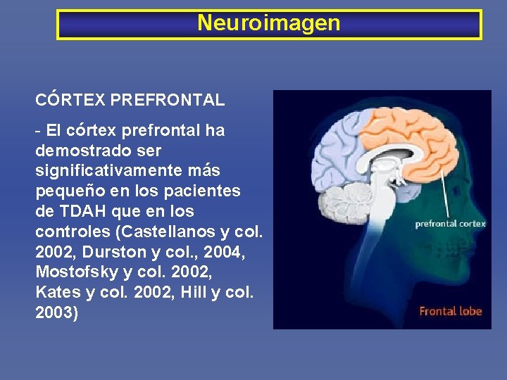 Neuroimagen CÓRTEX PREFRONTAL - El córtex prefrontal ha demostrado ser significativamente más pequeño en