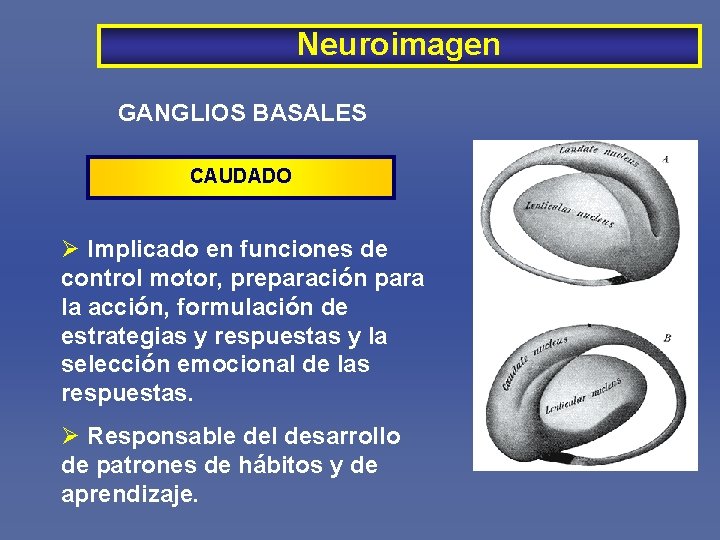 Neuroimagen GANGLIOS BASALES CAUDADO Ø Implicado en funciones de control motor, preparación para la