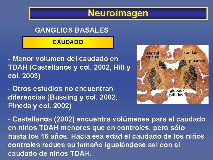 Neuroimagen GANGLIOS BASALES CAUDADO - Menor volumen del caudado en TDAH (Castellanos y col.