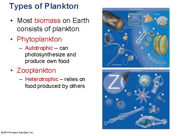 Types of Plankton • Most biomass on Earth consists of plankton. • Phytoplankton –