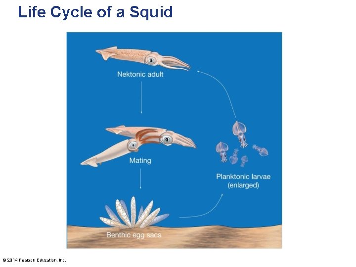 Life Cycle of a Squid © 2014 Pearson Education, Inc. 