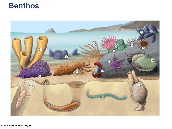 Benthos © 2014 Pearson Education, Inc. 