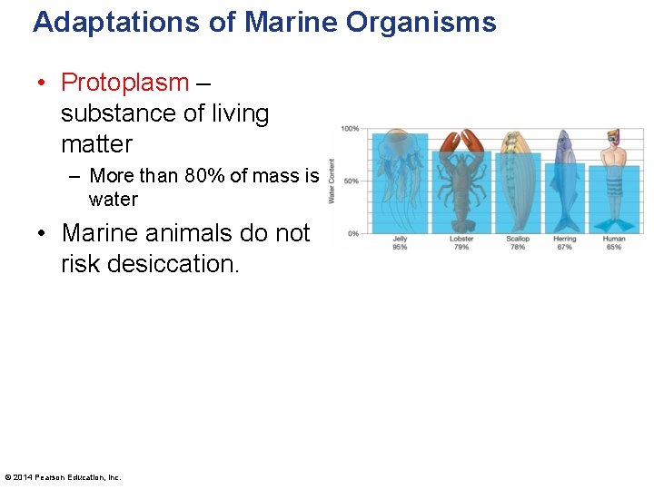 Adaptations of Marine Organisms • Protoplasm – substance of living matter – More than