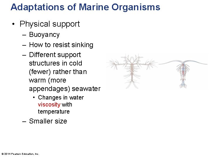 Adaptations of Marine Organisms • Physical support – Buoyancy – How to resist sinking