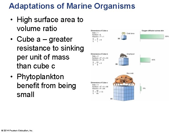 Adaptations of Marine Organisms • High surface area to volume ratio • Cube a